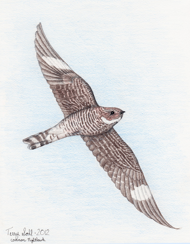 Common Nighthawk - Drawing by Terry Sohl