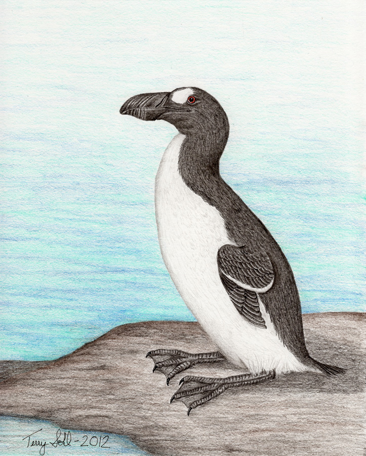Great Auk - Drawing by Terry Sohl
