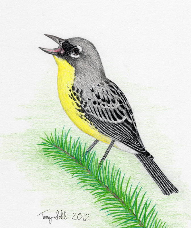 Kirtland's Warbler - Drawing by Terry Sohl