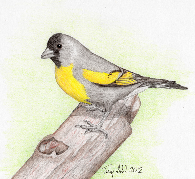 Lawrence's Goldfinch Drawing by Terry Sohl