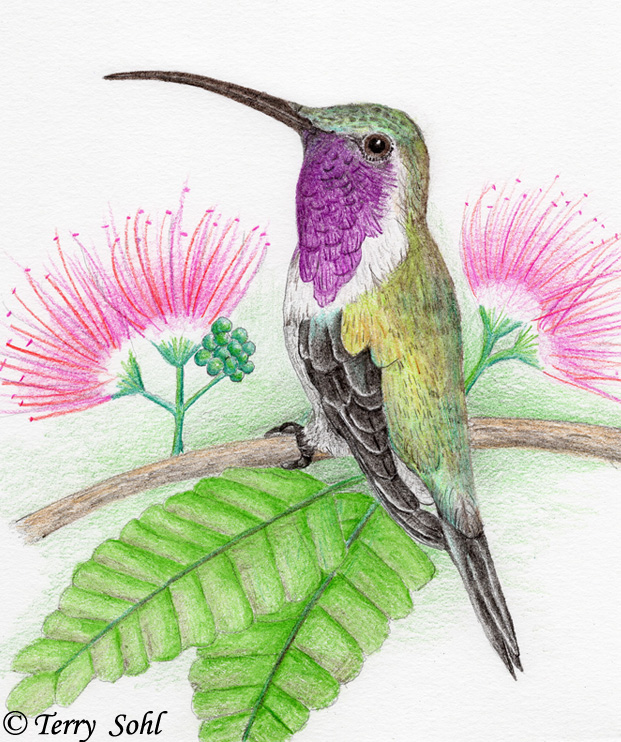 Lucifer Hummingbird - Drawing by Terry Sohl