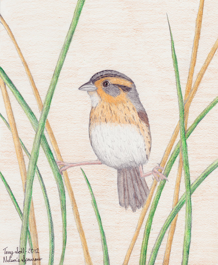 Nelson's Sparrow - Drawing by Terry Sohl