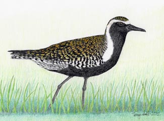 Pacific Golden-Plover - Drawing by Terry Sohl