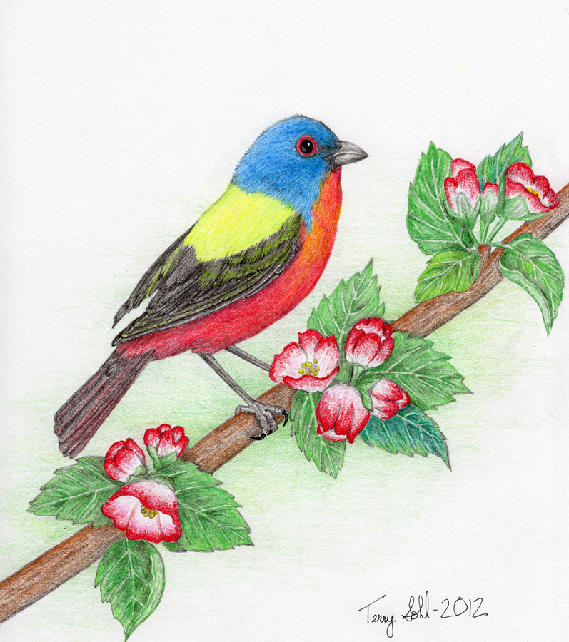 Painted Bunting - Drawing by Terry Sohl