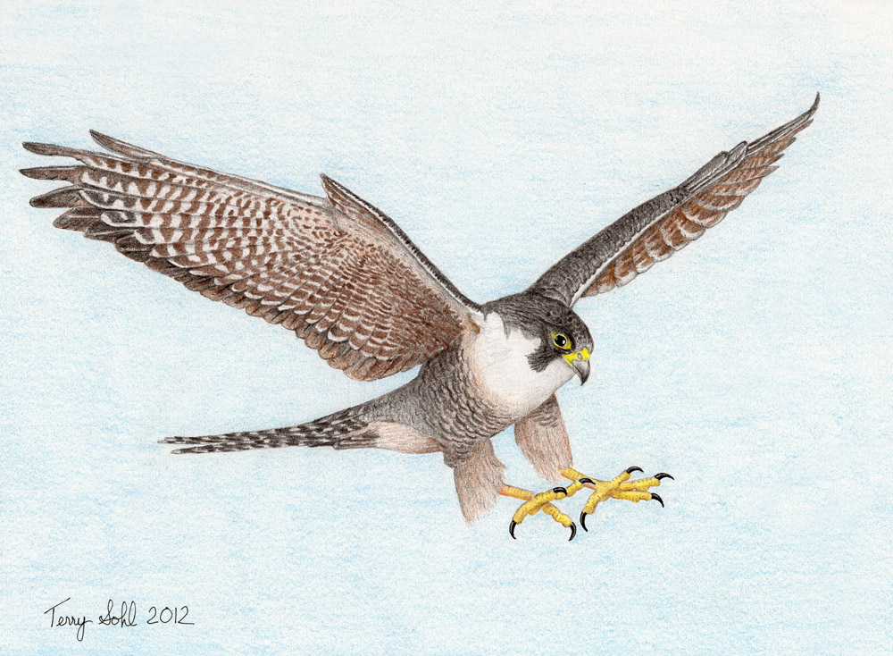 Peregrine Falcon - Drawing by Terry Sohl