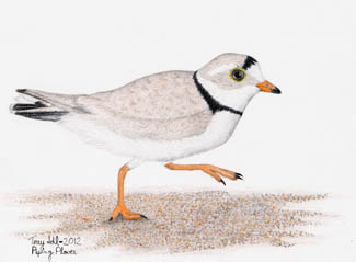 Piping Plover - Drawing by Terry Sohl