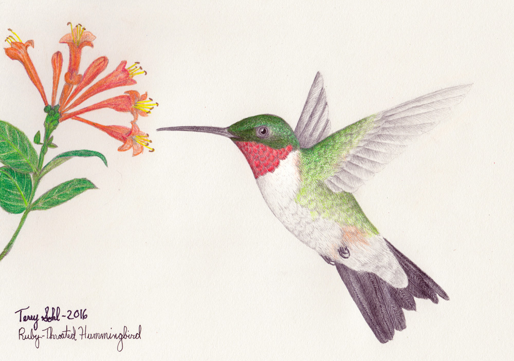 Ruby-throated Hummingbird - Drawing by Terry Sohl