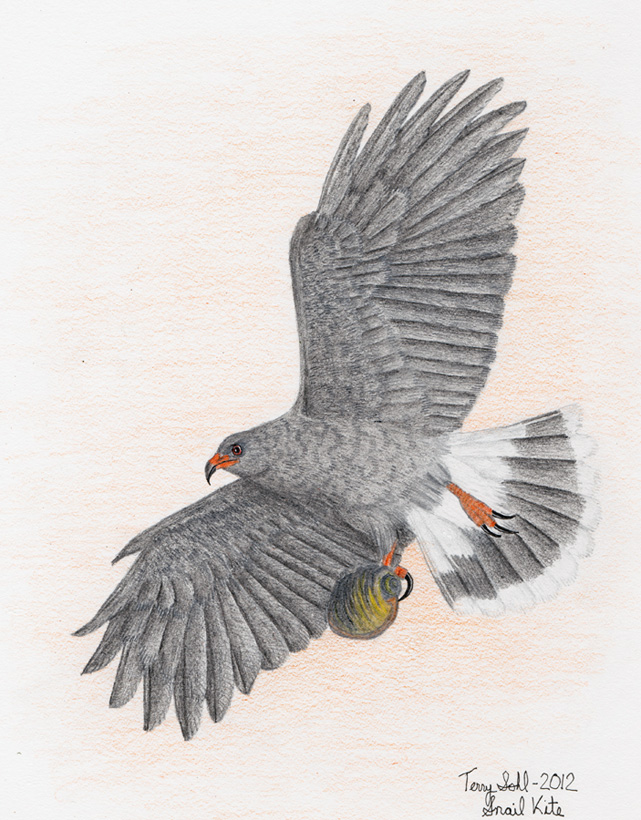 Snail Kite - Drawing by Terry Sohl