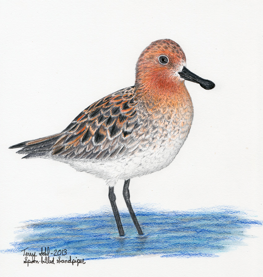 Spoon-billed Sandpiper - Drawing by Terry Sohl