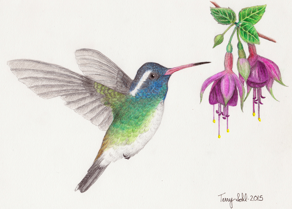 White-eared Hummingbird - Drawing by Terry Sohl