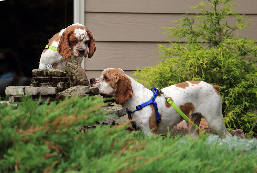 most expensive dog bowl