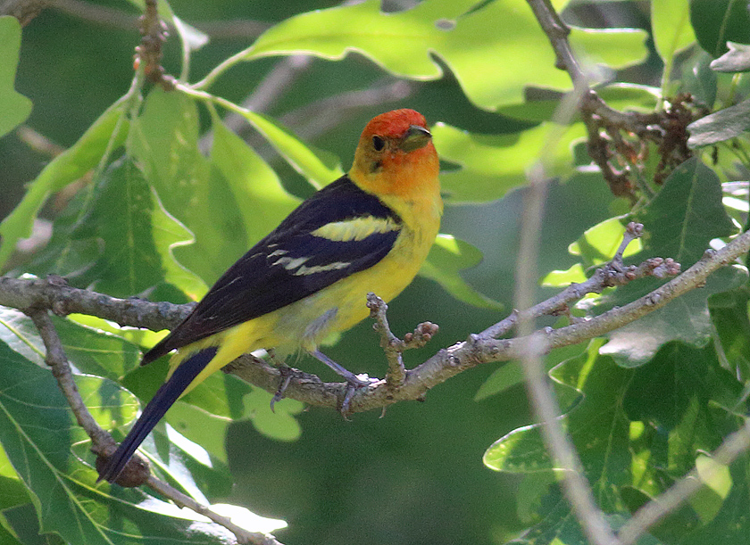 the-most-popular-bird-in-eastern-south-dakota-dakota-birder