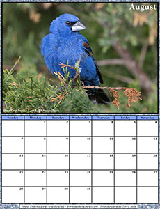 Free August 2022 Calendar - Blue Grosbeak