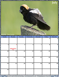 Free July 2022 Calendar - Bobolink