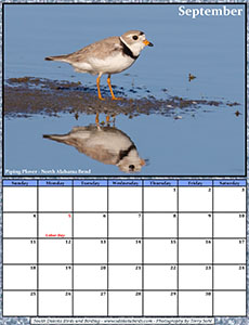 Free September 2022 Calendar - Piping Plover