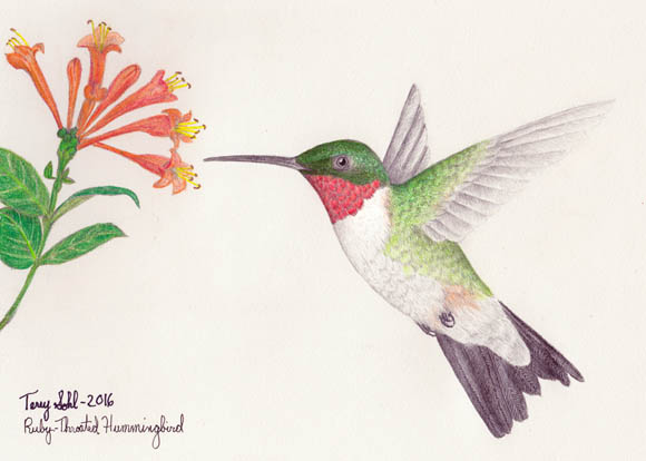 Ruby-throated Hummingbird - Drawing by Terry Sohl
