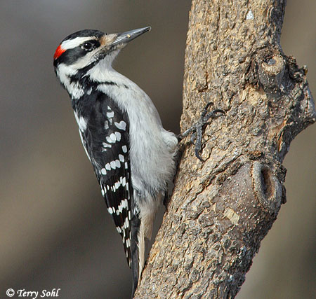 downy vs hairy woodpecker