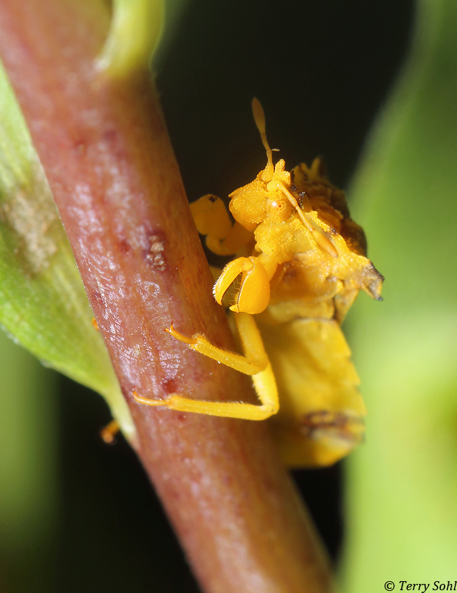 Ambush Bug - Phymatinae sub-family