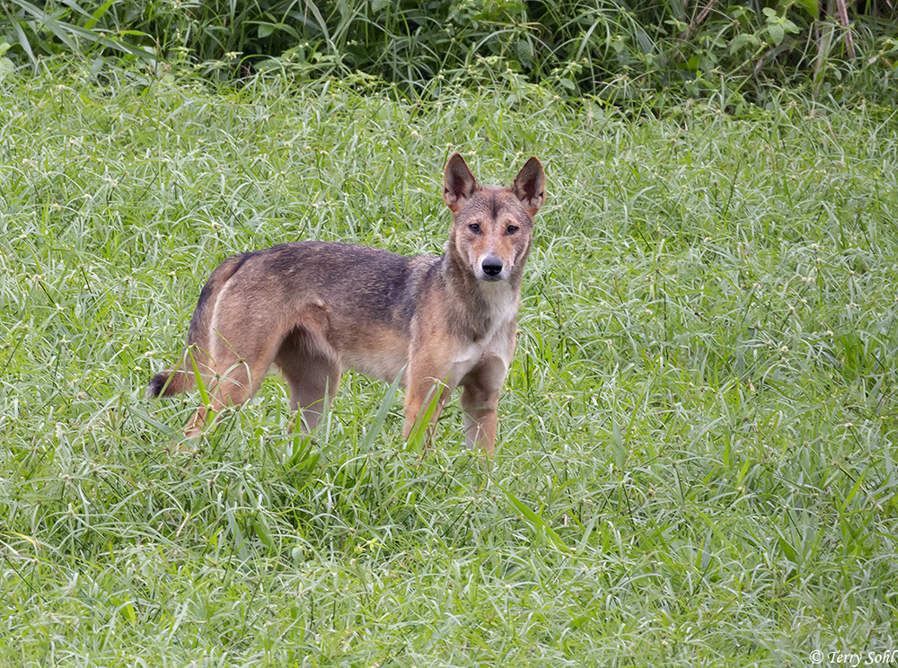 Dingo - Canis lupus dingo