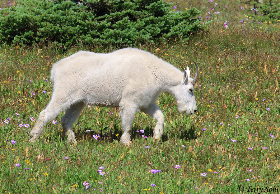 Mountain Goat in Flowers - Oreamnos americanus