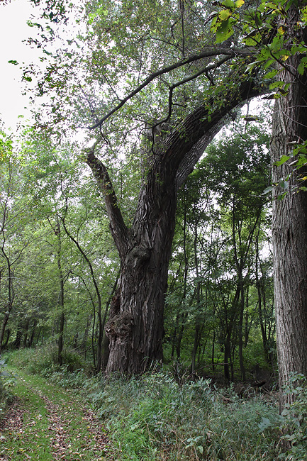 Big Sioux Recreation Area - South Dakota Birding "Hotspot"