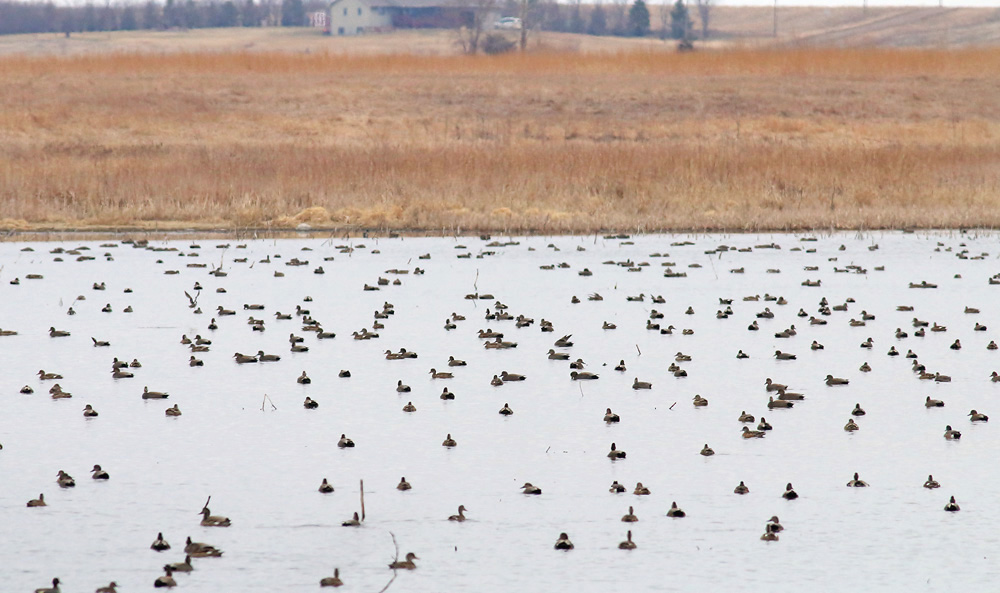 Waterfowl at Weisensee Slough