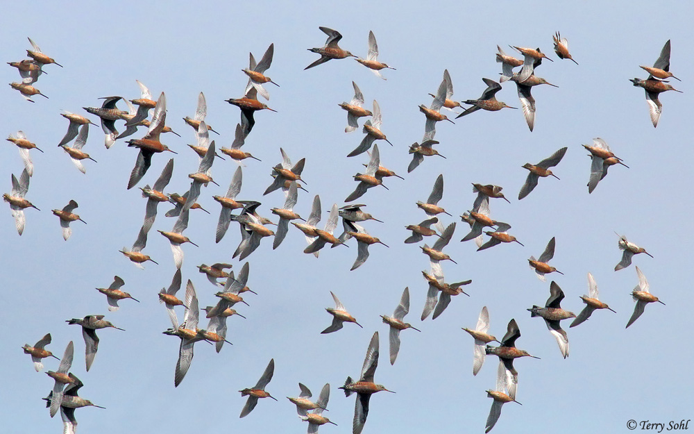 Shorebirds in Flight - Weisensee Slough