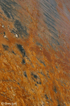 Bacterial Mat, Yellowstone