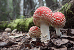 Mushroom Landscape 1