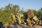 Sonoran Desert Landscape #3