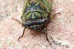 Dog Day Cicada 1 - Neotibicen canicularis