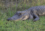 American Alligator 5 - Alligator mississippiensis