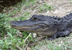 American Alligator 7 - Alligator mississippiensis