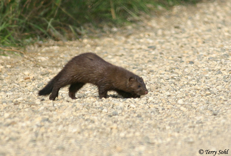 American Mink - Neovision vision