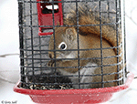 American Red Squirrel 3 - Tamiasciurus hudsonicus