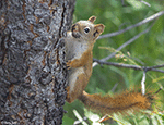 American Red Squirrel 4 - Tamiasciurus hudsonicus