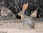 Antelope Jackrabbit - Lepus alleni