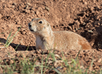 Black-tailed Prairie Dog 14 - Cynomys ludovicianus