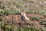 Black-tailed Prairie Dog 15 - Cynomys ludovicianus