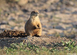 Black-tailed Prairie Dog 17 - Cynomys ludovicianus