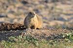 Black-tailed Prairie Dog 18 - Cynomys ludovicianus