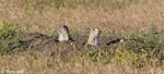 Black-tailed Prairie Dog 3 - Cynomys ludovicianus
