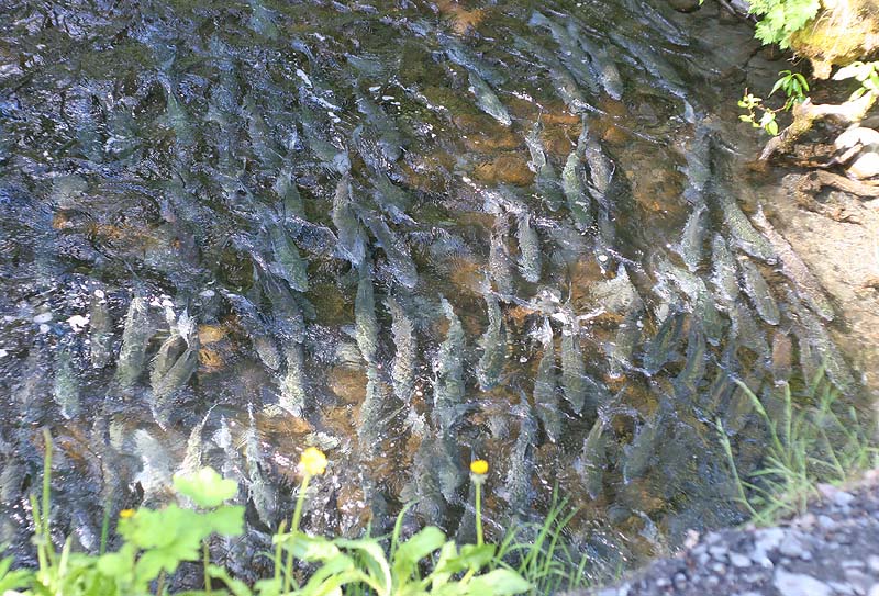 Coho Salmon - Oncorhynchus kisutch