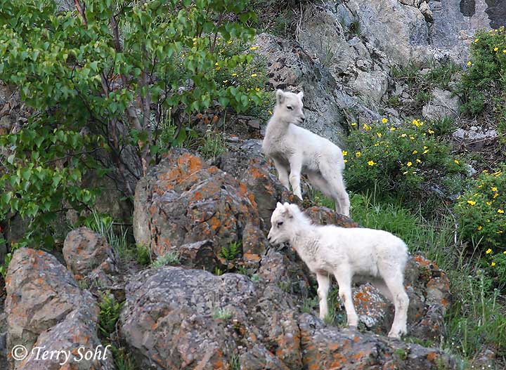 Dall Sheep Lambs - Ovis dalli