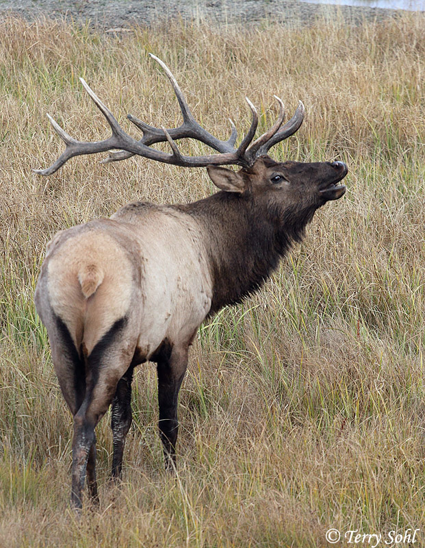 Bull Elk - Cervus canadensis