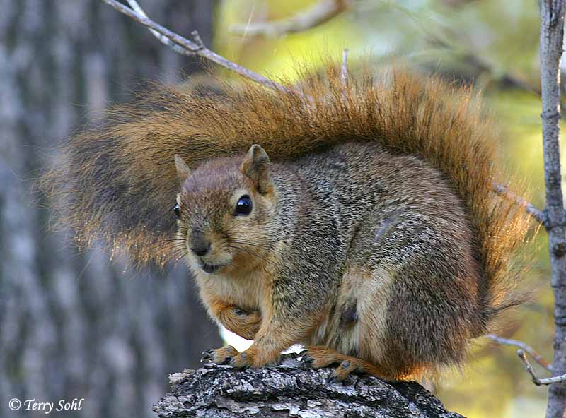 Fox Squirrel - Sciurus niger