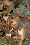 Fox Squirrel - Sciurus niger