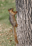 Fox Squirrel - Sciurus niger