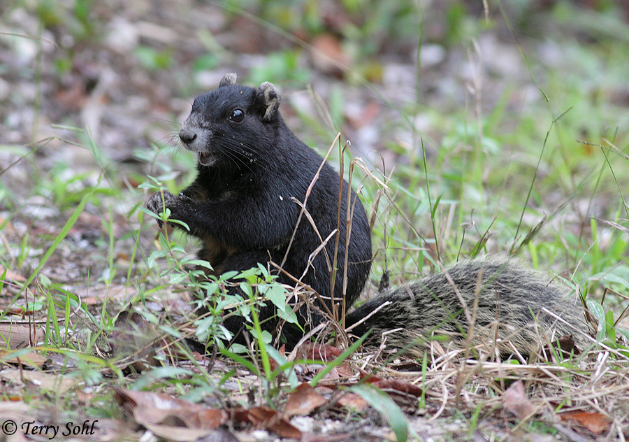 (Black) Fox Squirrel - Sciurus niger