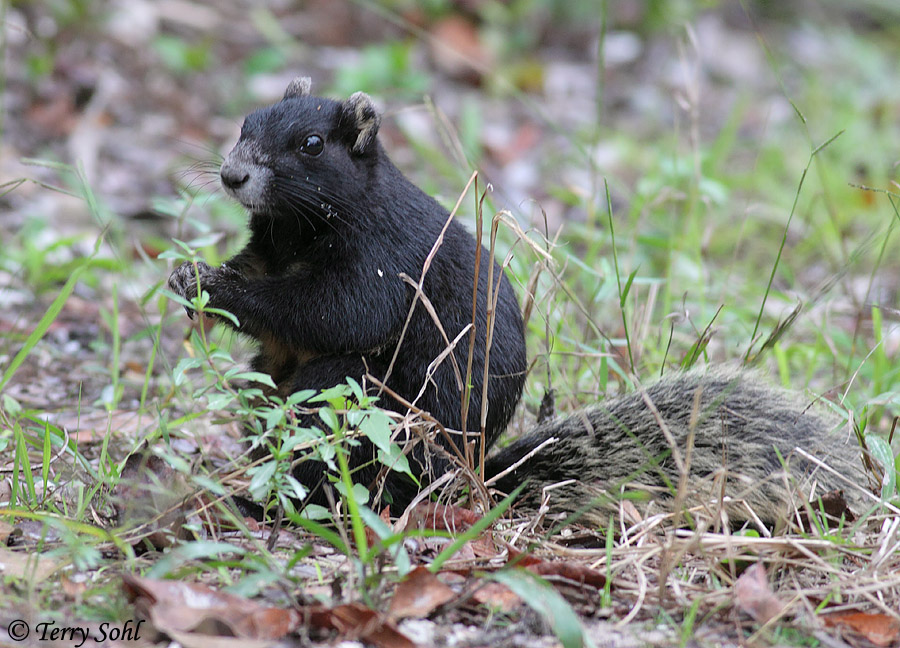 (Black) Fox Squirrel - Sciurus niger